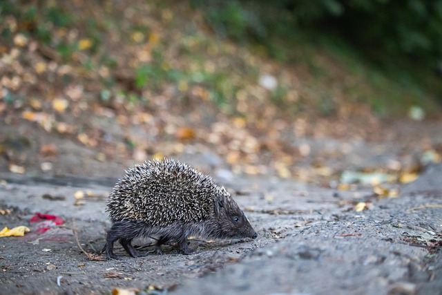中屡见不鲜 中屡见不鲜